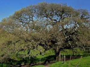 large Valley Oak tree