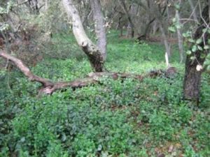 green ground cover in forest