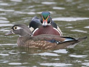 two ducks swimming
