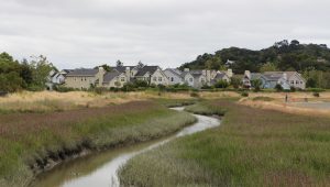 Gallinas Creek winds thru grassy banks. In the background, a housing community sits behind a low earthen berm.