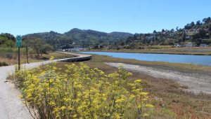 looking up the Mill Valley Sausalito Bike Path toward Mount Tamalpais. Yellow flowering fennel sits along the bike path on the bank of the Creek.