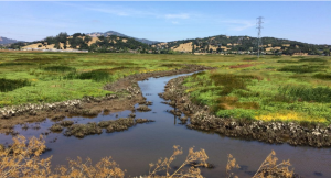 wetland with hills behind