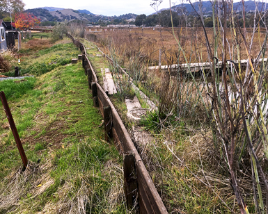 the timber-reinforced berm along Gallinas Creek