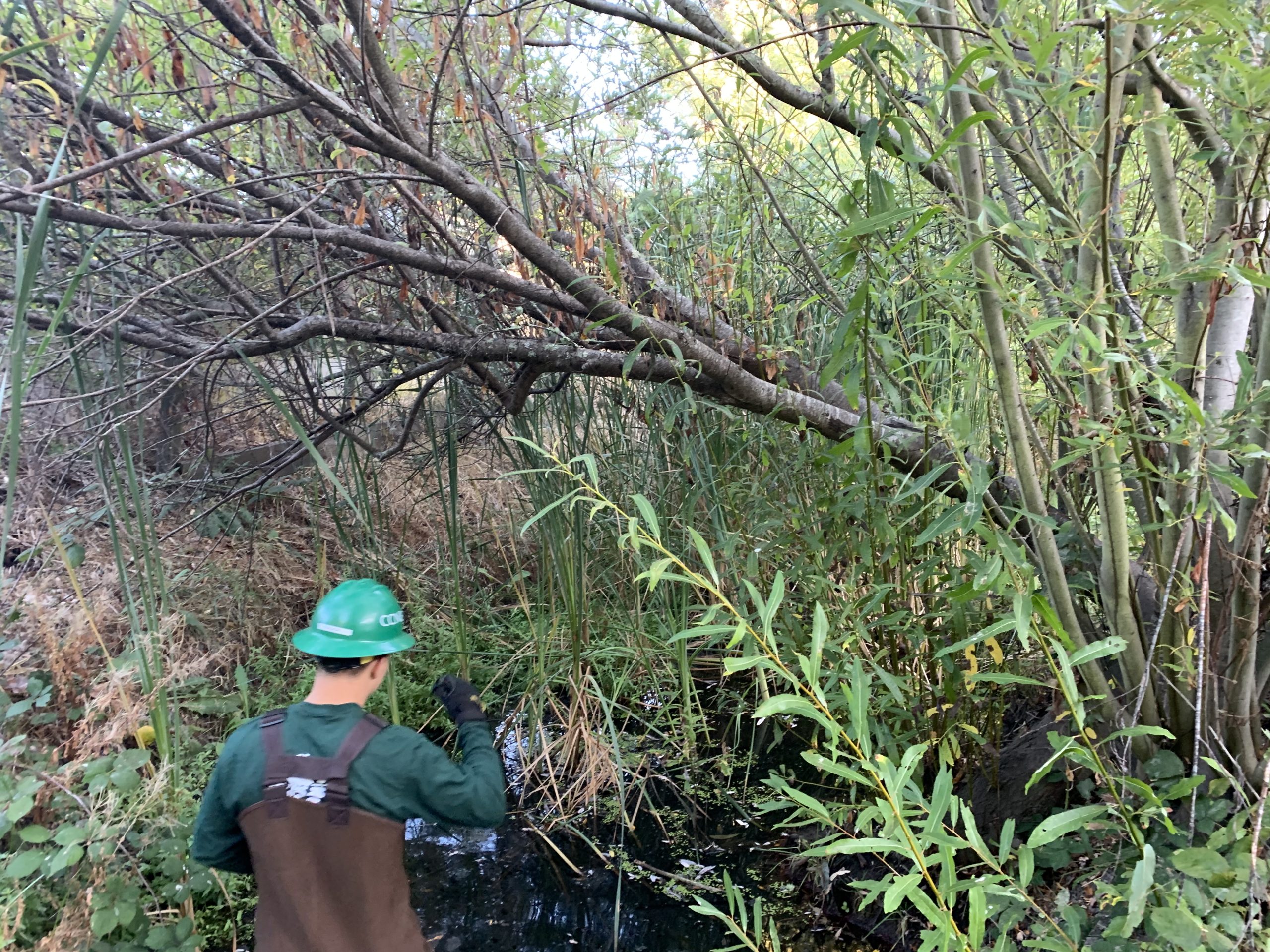 Conservation Corps crew member conducting creek maintenance