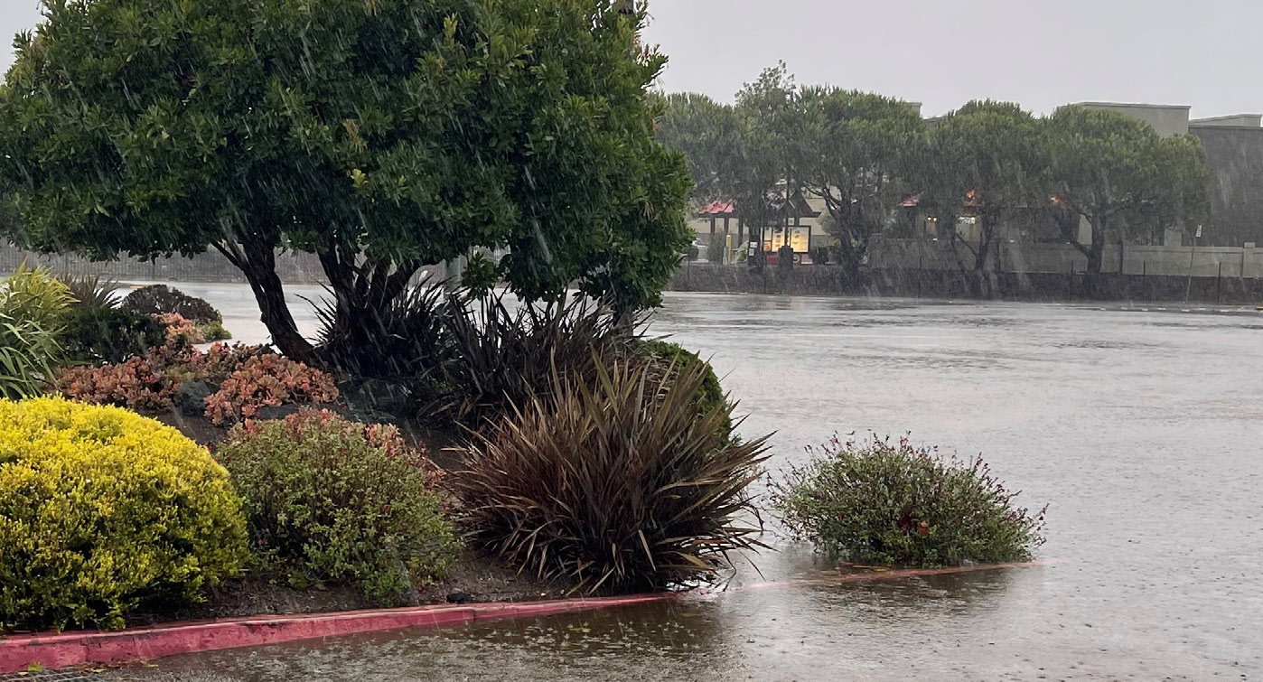 Heavy rain falls on a well vegetated curbside with bushes and trees, and a flooded roadway in Marin City.