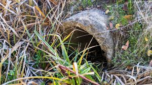 Drainage culvert made of concrete, covered by grass overgrowth and in need of maintenance.