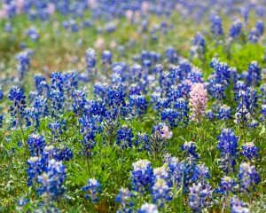 Blue bonnets