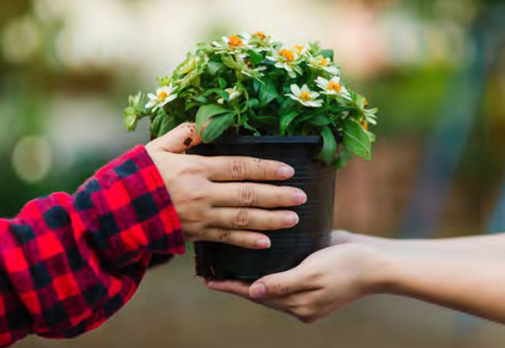 Plant Swap