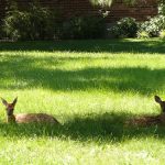 Johnson Resting Fawn