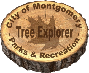 Tree Explorer Logo