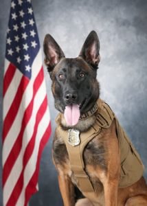 K9 Ricky