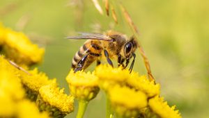 Bee Pollinator Talk