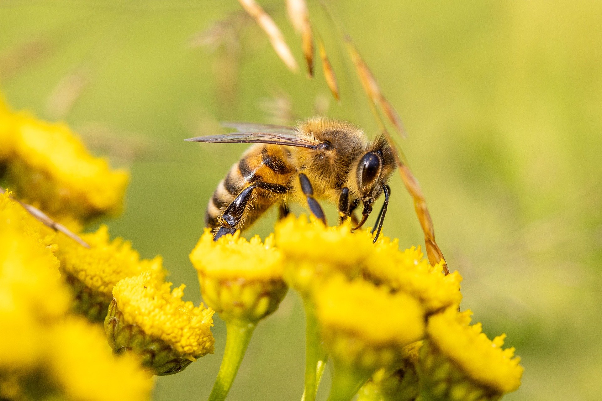 Bee Pollinator Talk