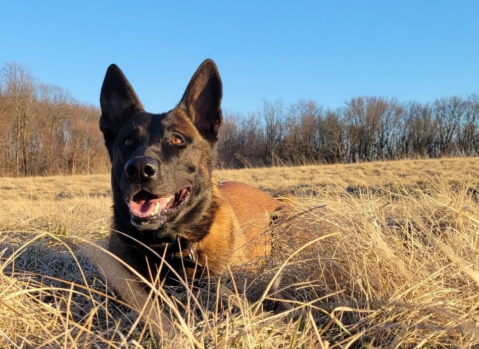 K9 Ricky