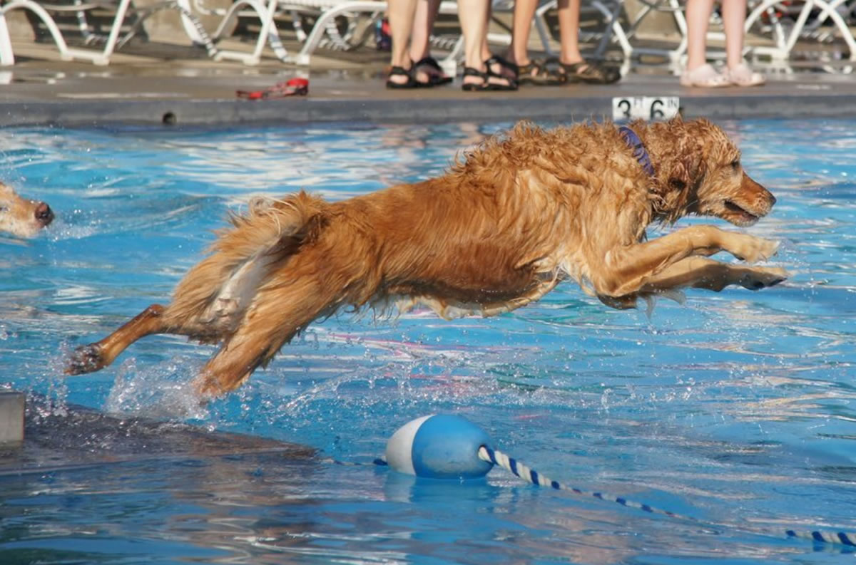 Dog Swim 2023