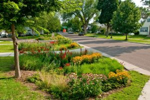 Picture of a rain garden