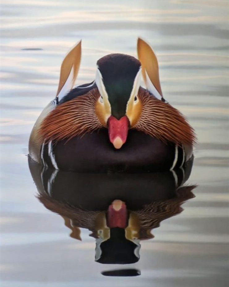 People's Choice, Adult Winner, 2023 - "Majestic Mandarin Duck" by Jennie Malone