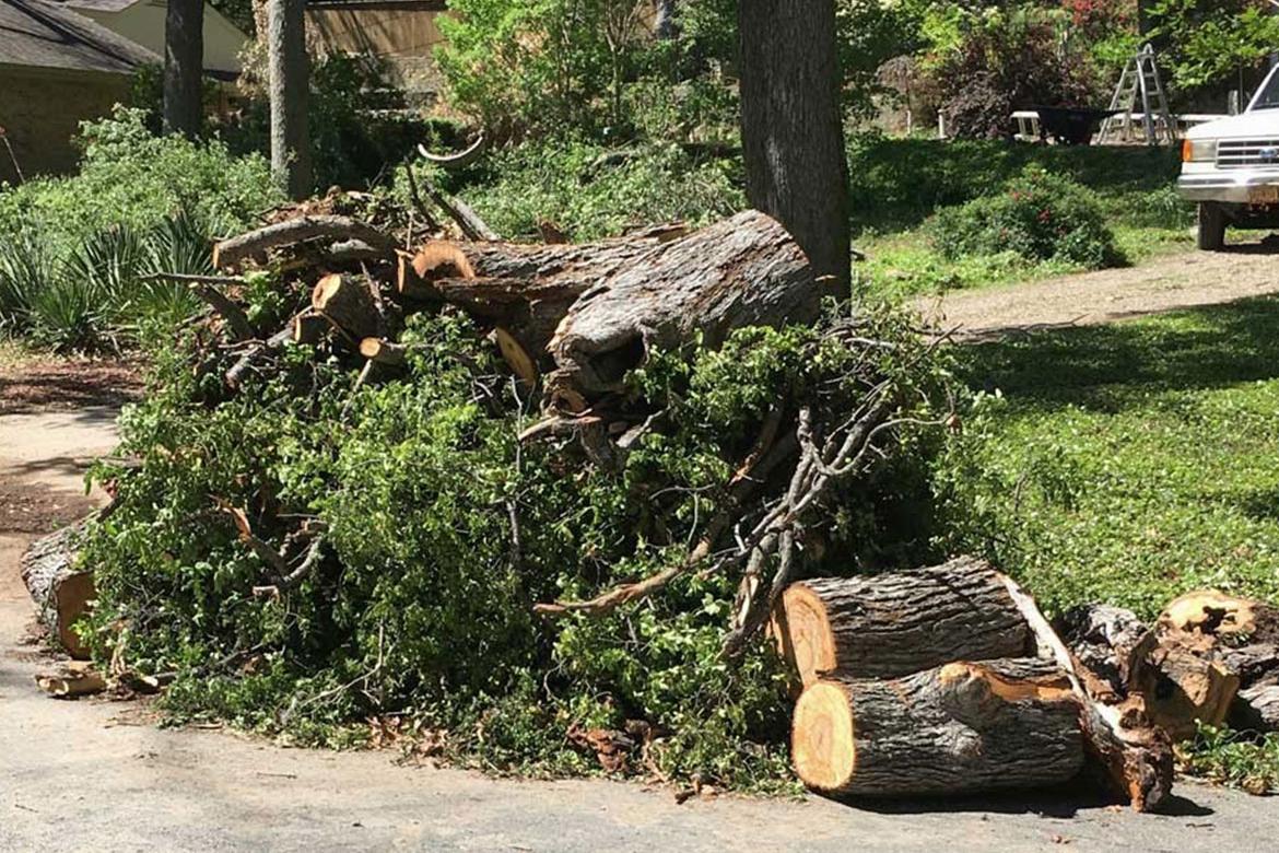 Tree Debris Limb pickup