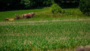 horse plow