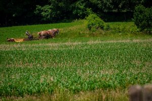 horse plow