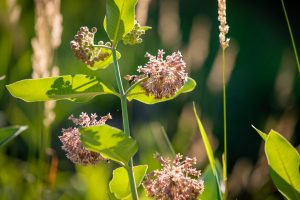 wildflowers