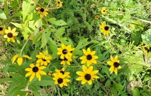 Black eye susans