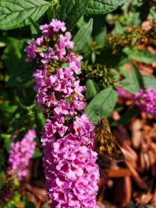 butterfly bush