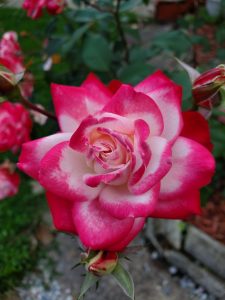 Candy cane rose