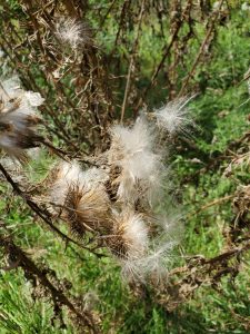 puff flower