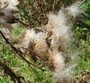 puff flower