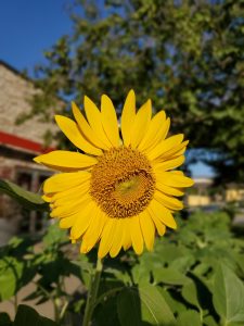 sunflower