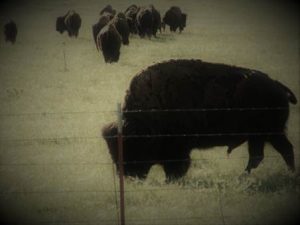 buffalo