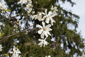 Spring Flowers