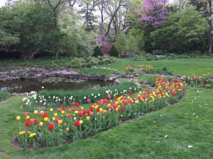 Smith Gardens Tulips