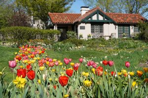 Smith Gardens Tulips