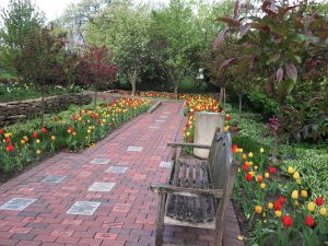 Smith Gardens Tulips