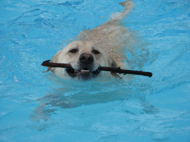 Dog Splash 2