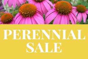Perennial Sale