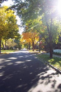 Trees StreetView