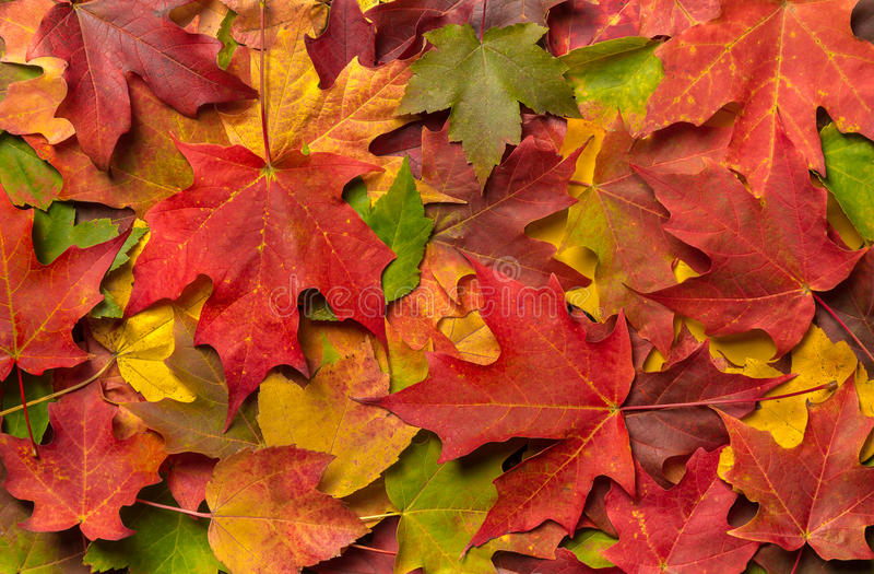 Leaf Collection City of Oakwood