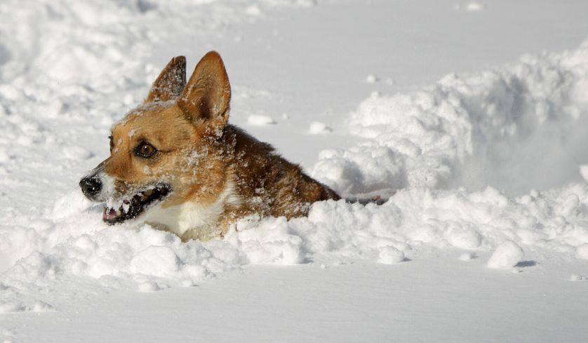 Dog Snow Romp City Of Oakwood