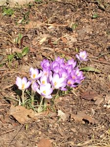 spring buds