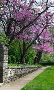 Spring Purple Trees