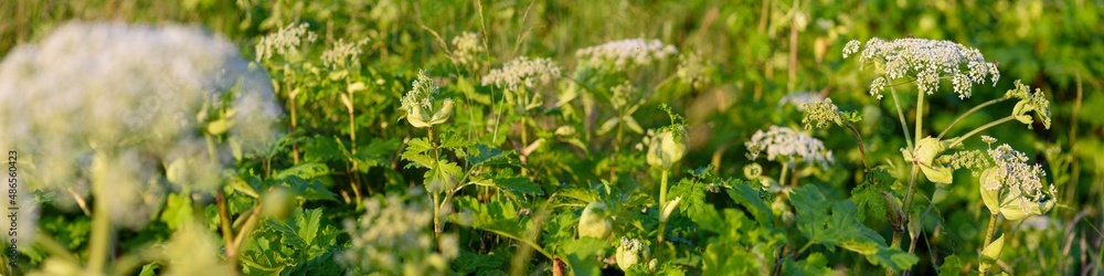 Invasive Plants