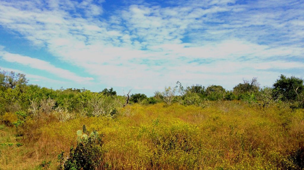 Texas brush Palmview, TX