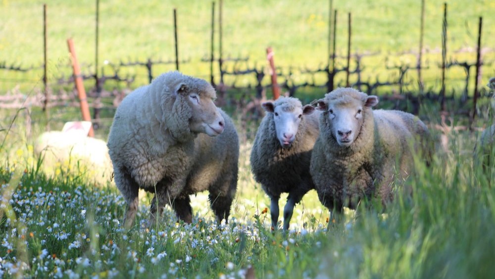 Sheep and goats grazing