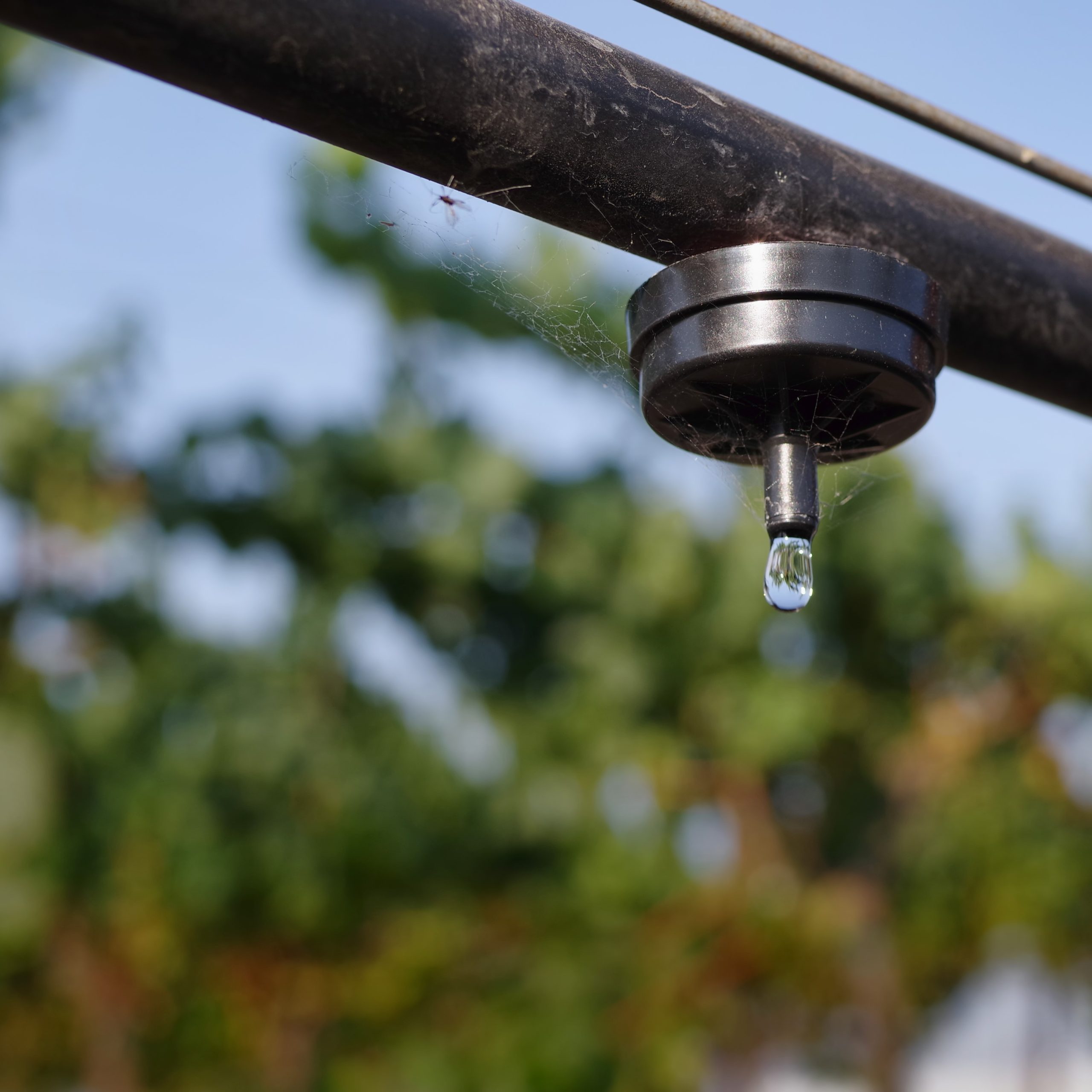 vineyard drip irrigation