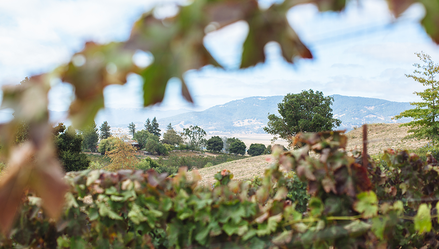 HILLS AND TREE City panarama photo