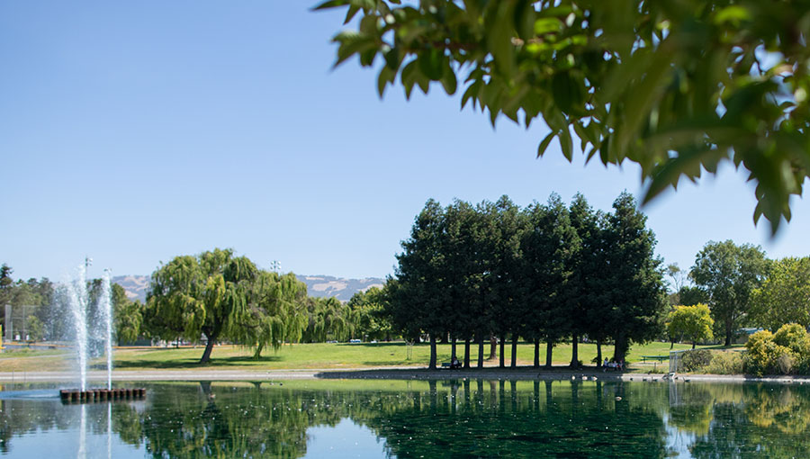 photo of trees and landscaping