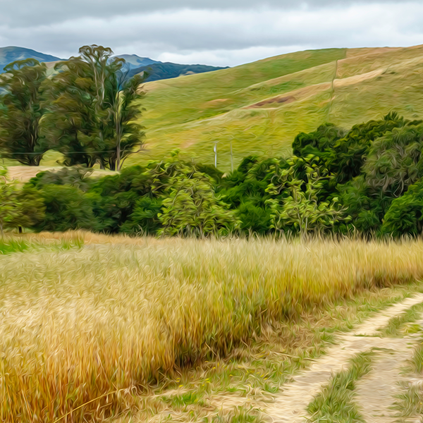 photo of open space in Petaluma